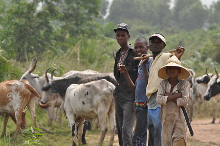 Au Bénin, jeunes Peulhs gardiens des troupeaux