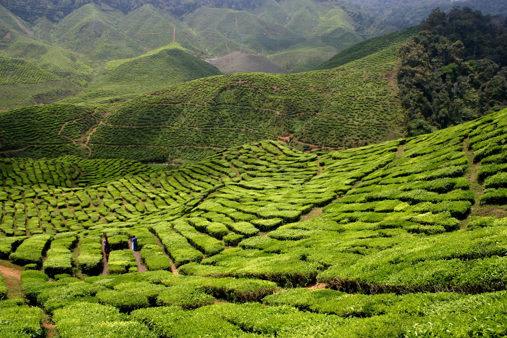 Plantations de Thé en Malaisie Plantations de Thé en Malaisie
