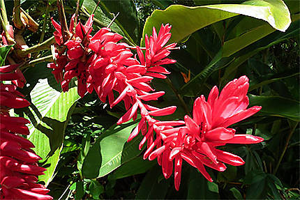 Fleur Martinique