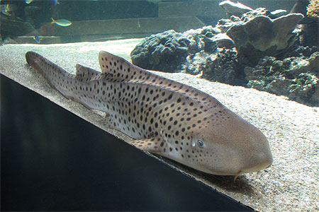 Requin tacheté Requin tacheté