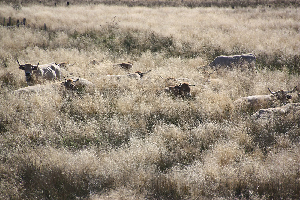 Des aubracs en Aubrac