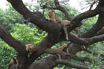 Lionnes dans les arbres
