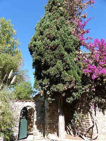 Bougainvilliers 