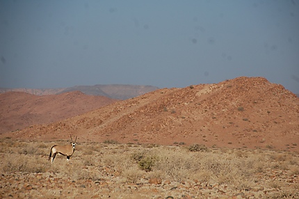 Oryx dans desert du Namib