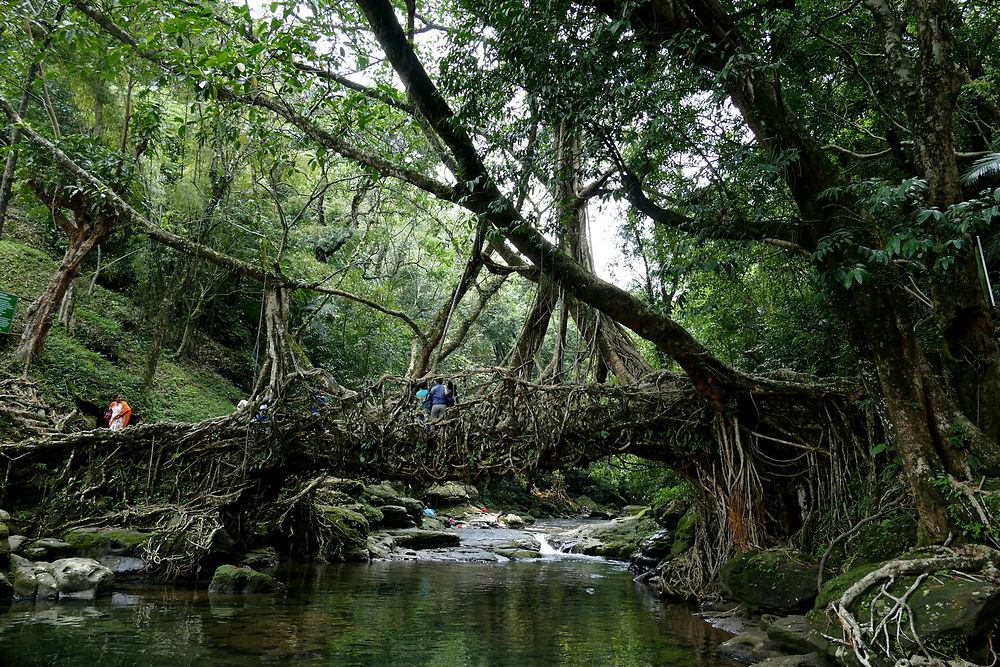 Pont vivant