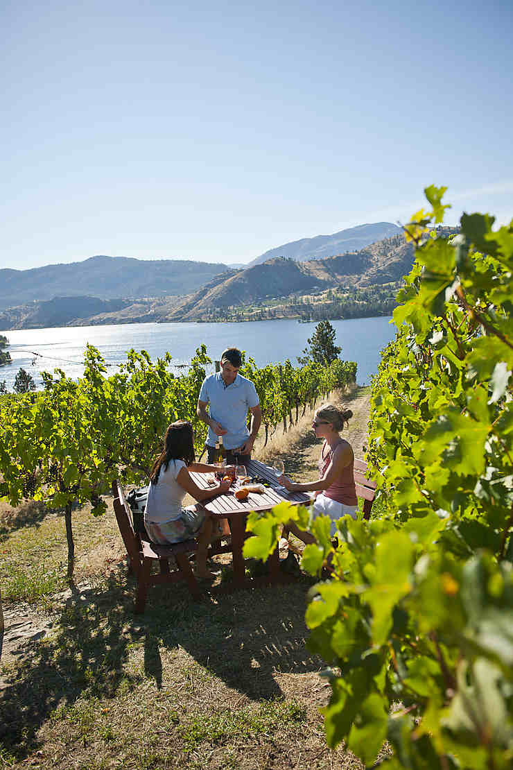 Entre vignobles et fêtes viticoles