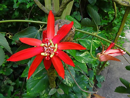 Fleur de passiflore rouge