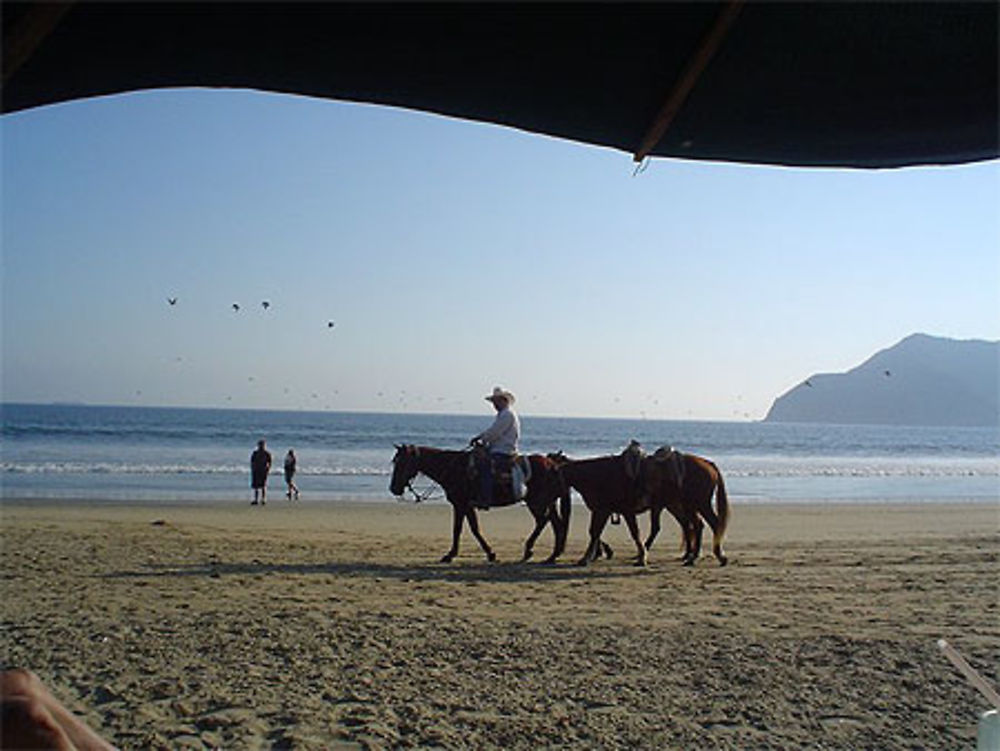 Chevaux à la plage