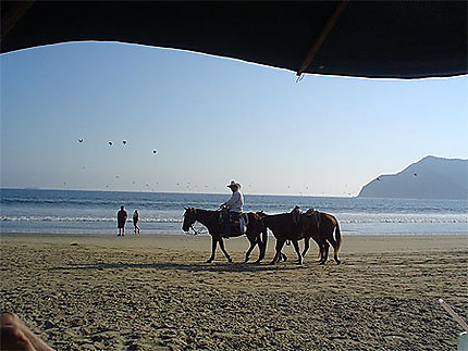 Chevaux à la plage