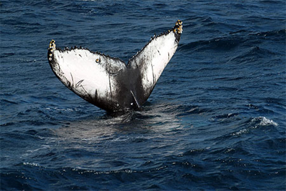 Baleines à bosse