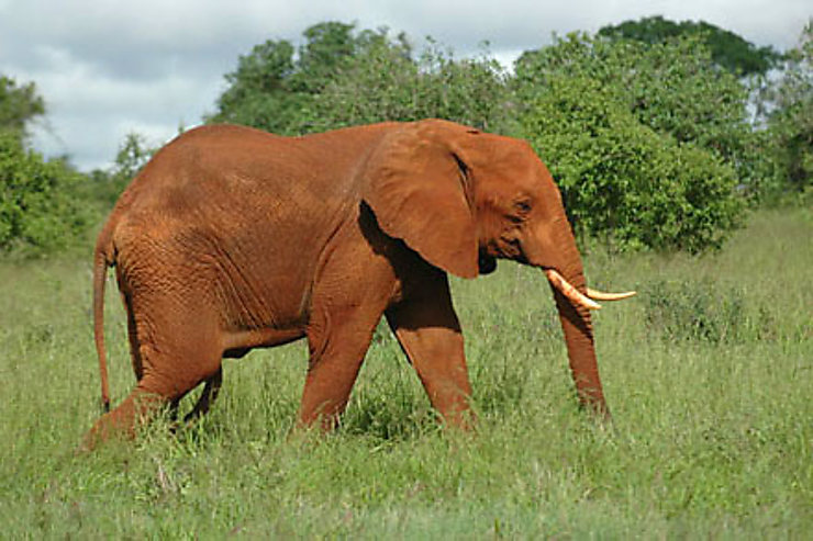 Tsavo West, la terre des éléphants rouges