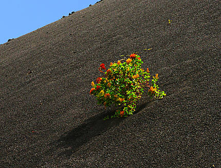 Un joli bouquet sur sable noir