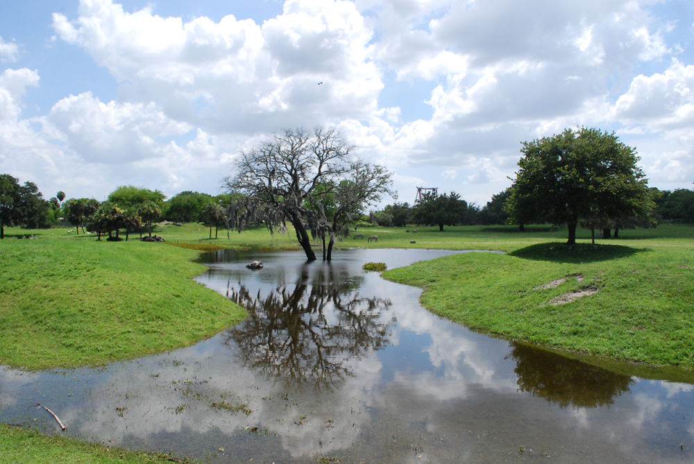 Safari à Busch Gardens