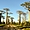 Allée des baobabs
