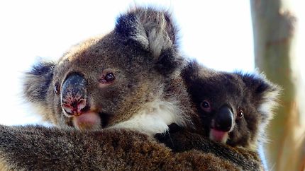 Maman Koala et son petit
