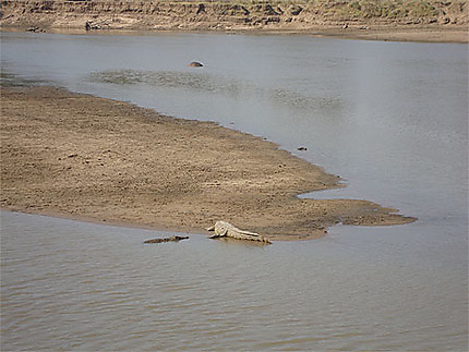 Crocodiles dans la rivière Luangwa