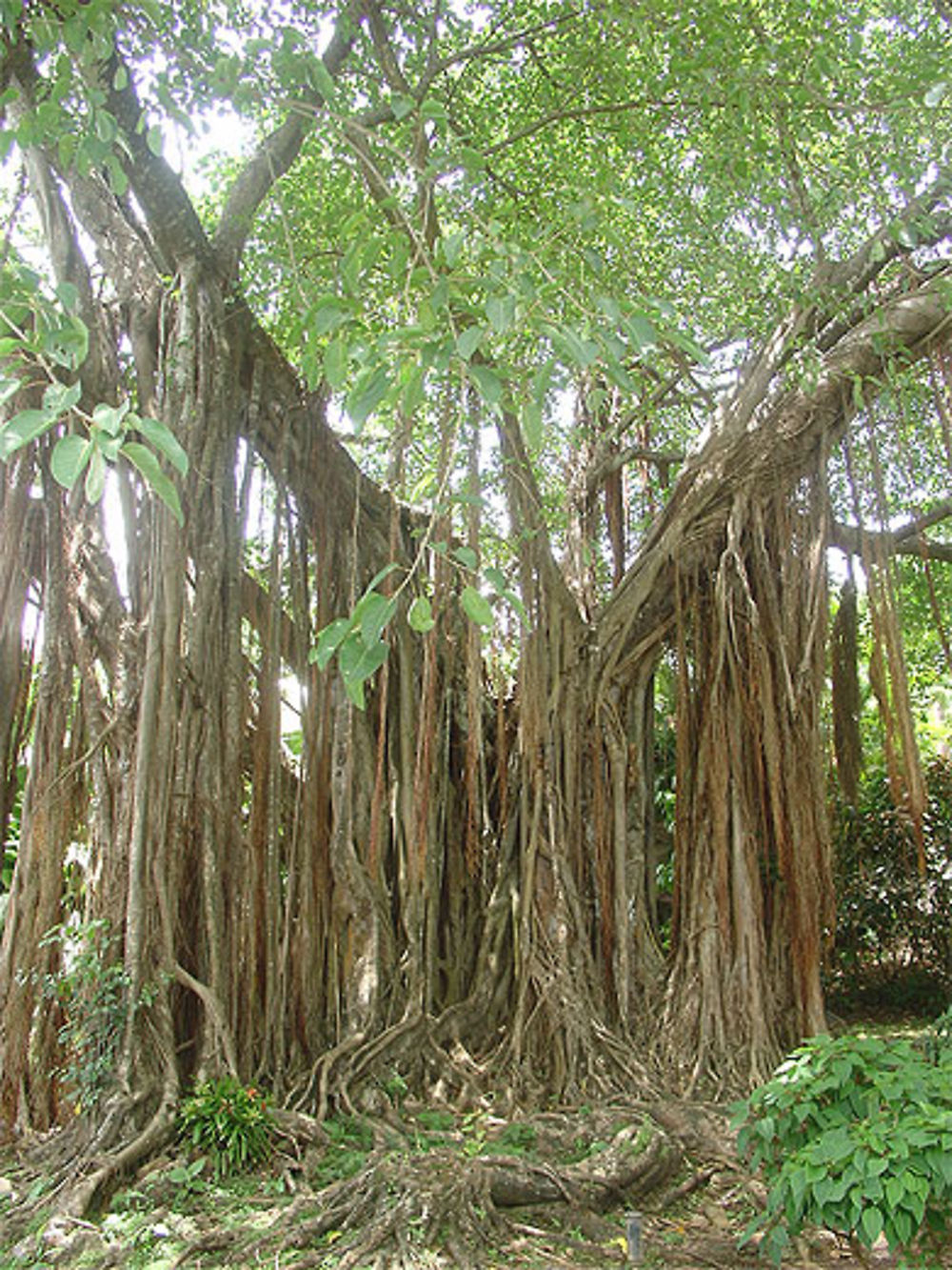 Arbre à lianes