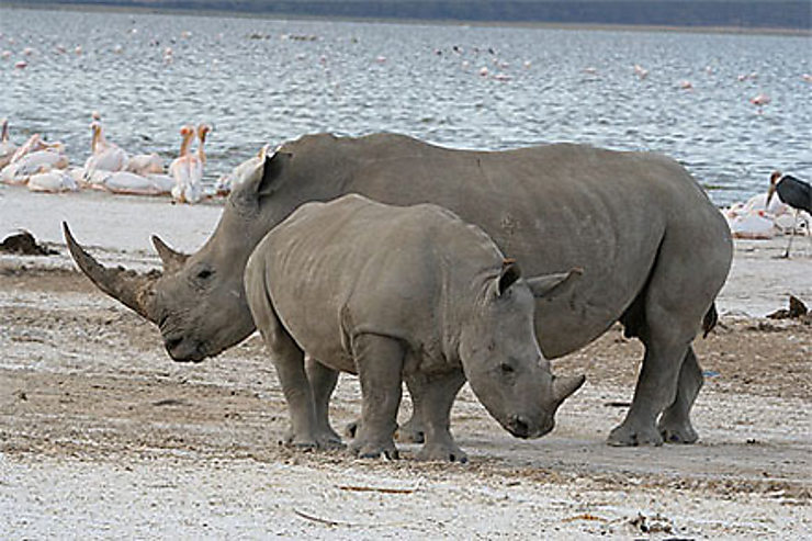 Nakuru, le royaume des rhinos
