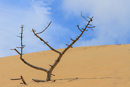 Squelette de pin sur la dune du Pyla
