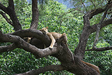 Lionnes dans les arbres