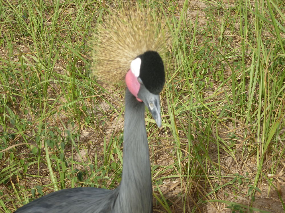 La Casamance au Sénégal