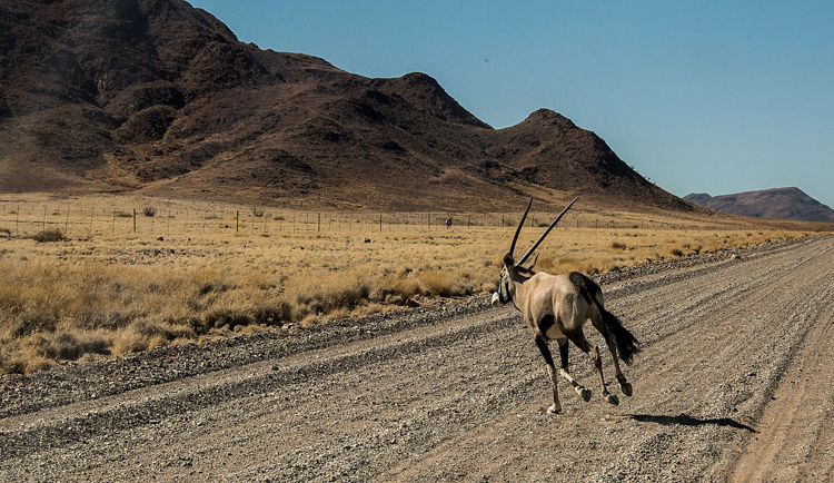 En Namibie, un oryx nous coupe la route