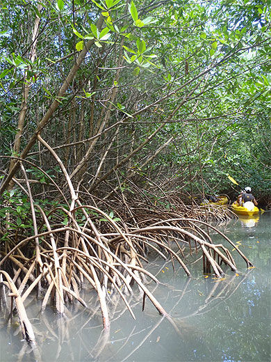 Kayak en famille dans la mangrove