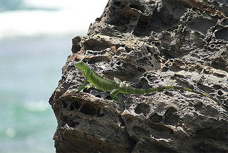 Iguane - Baie Lucas Iguane - Baie Lucas