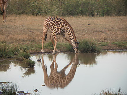 Girafe en train de s'abreuver