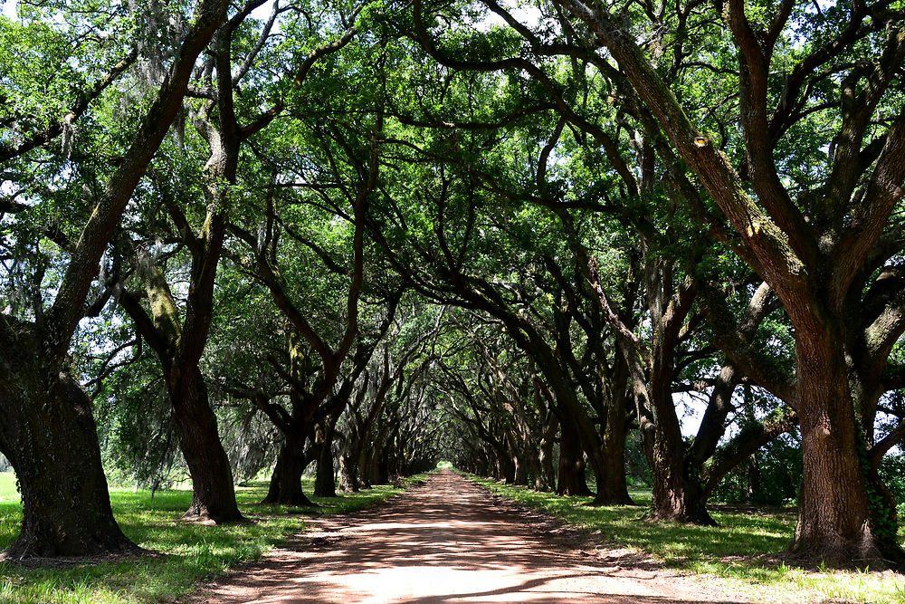 Greenwood Plantation