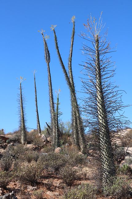Cactus de Bahia California