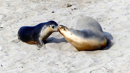 Maman phoque et son petit (Seal Beach)