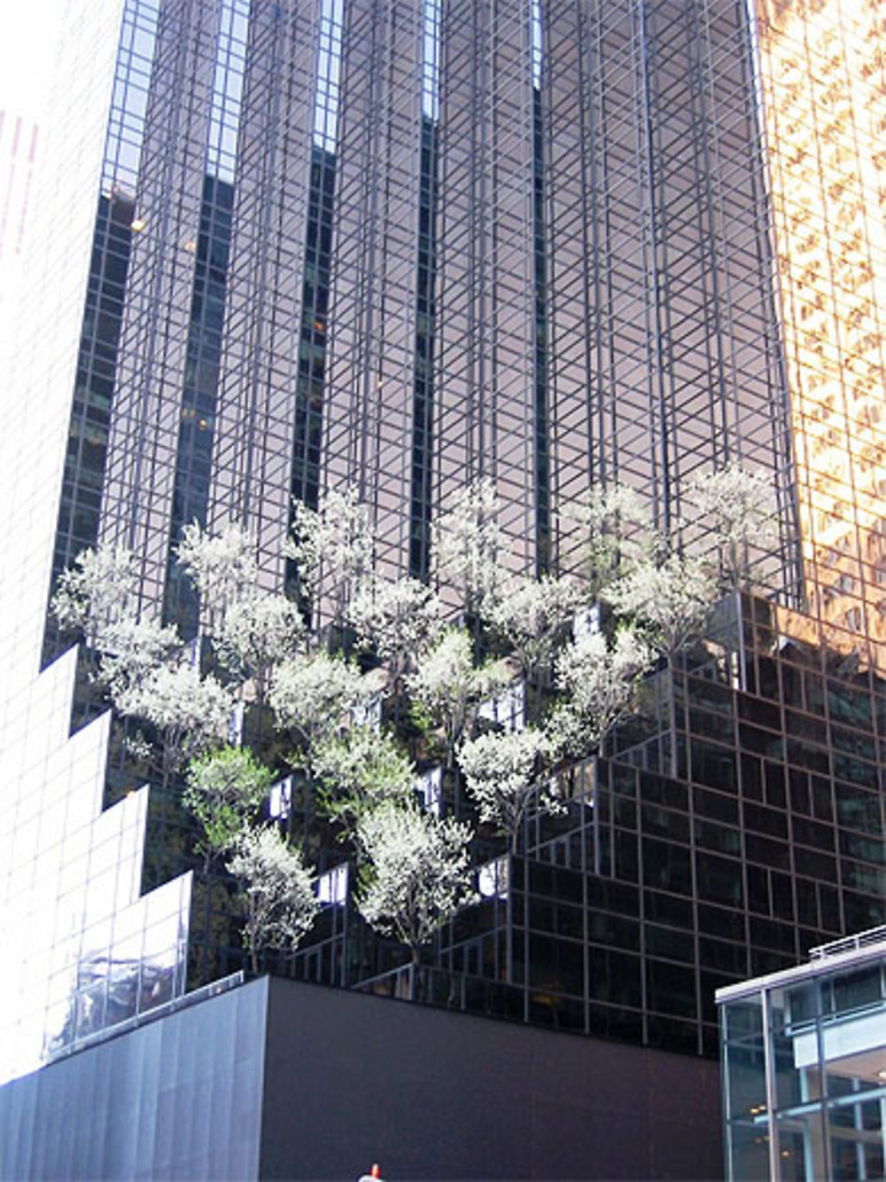 Arbres insolites sur la 5ème avenue