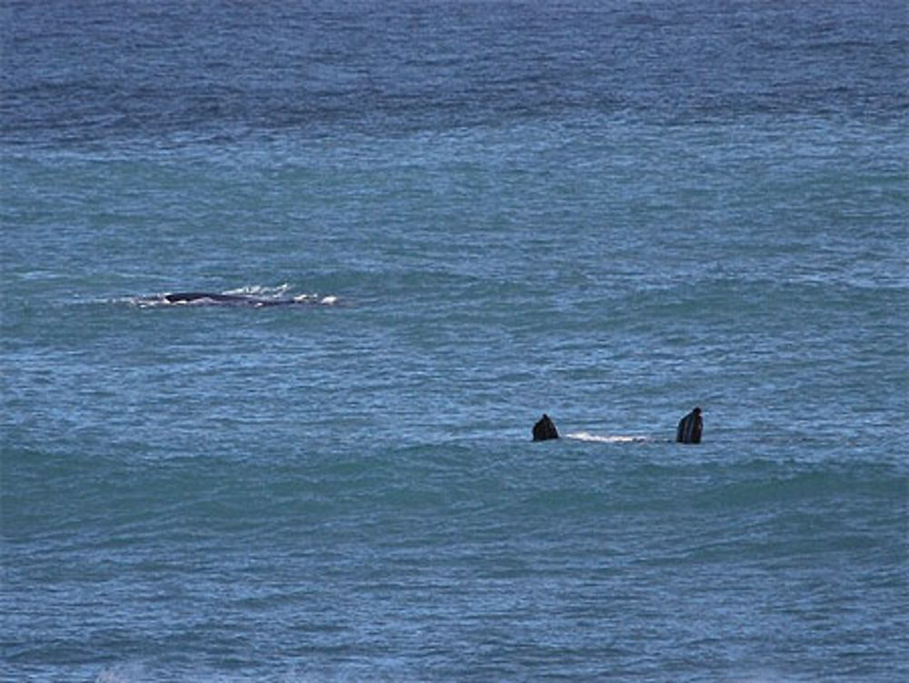 Parade féminine de la baleine, Koppie Alleen