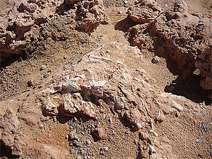 Restes fossiles de dinosaure