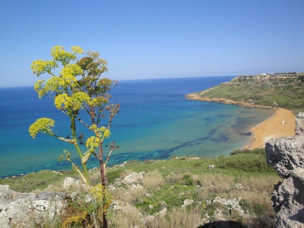 Ramla Bay - Gozo