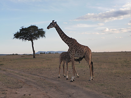 Girafe et son petit