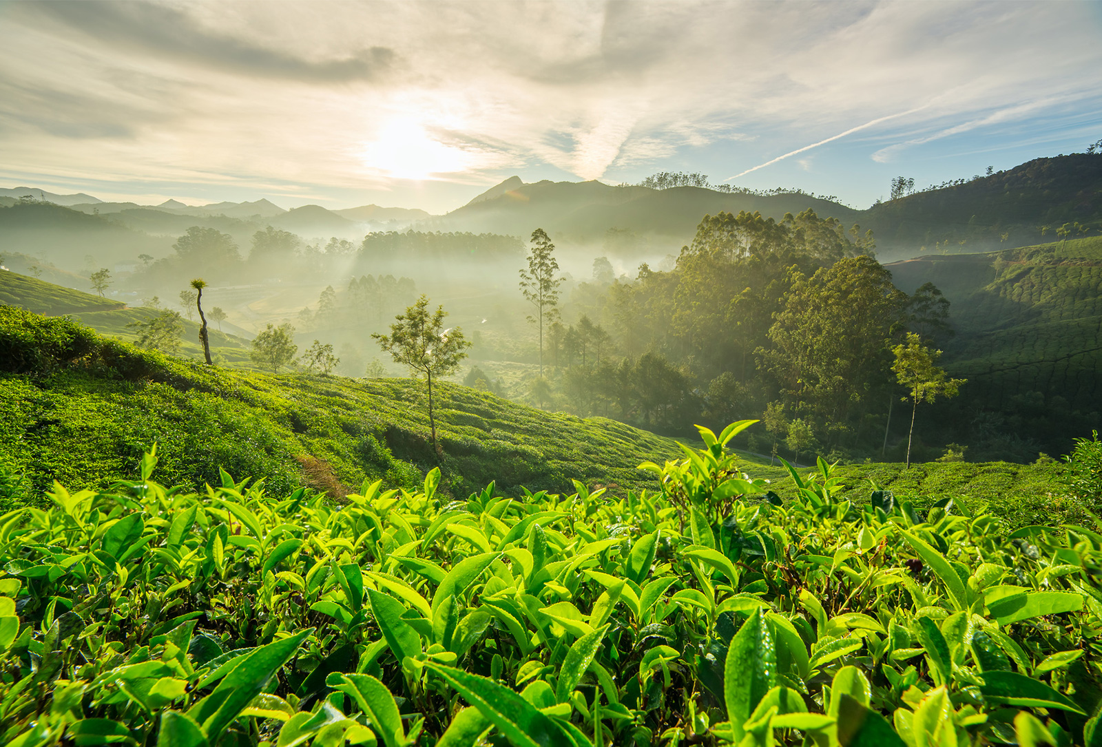 kerala munnar trip