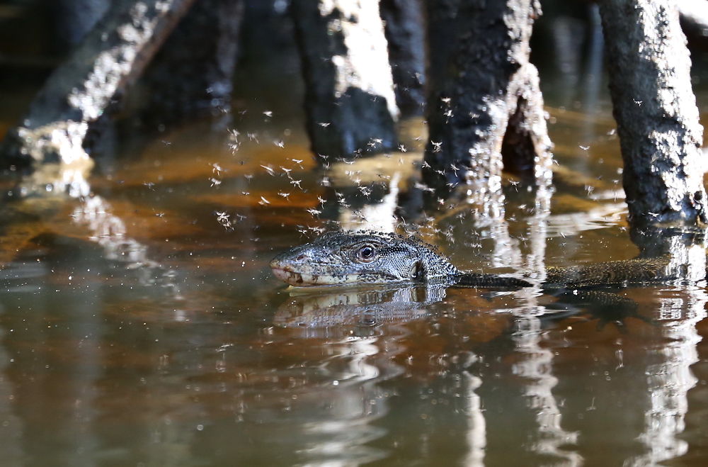 Varan et ses moucherons