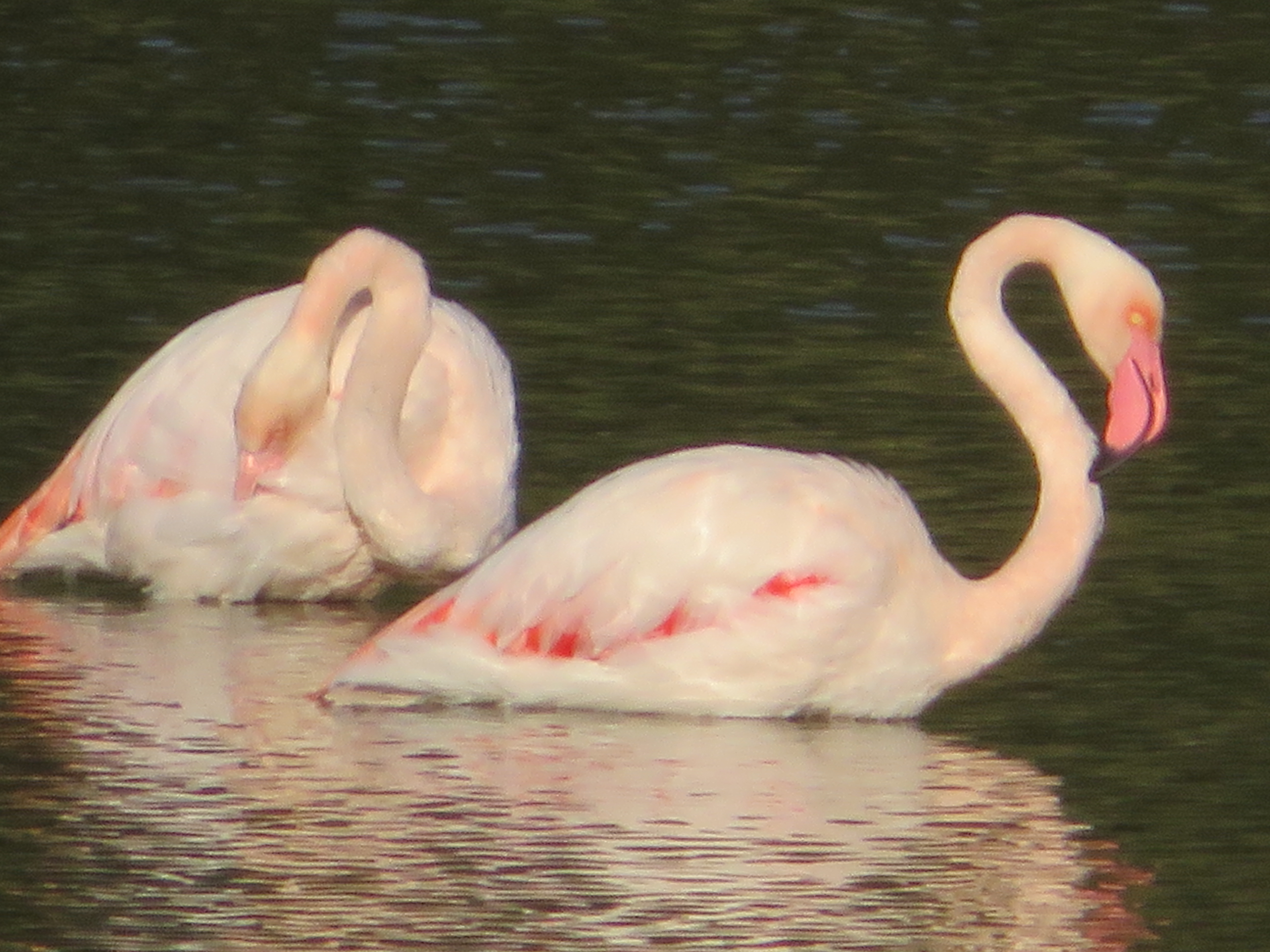 Flamands roses Flamands roses