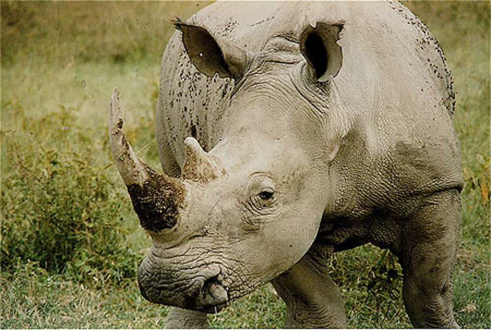 Rhinocéros blancs