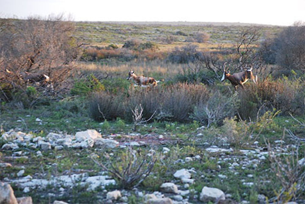 Elans du Cap, De Hoop Nature Reserve