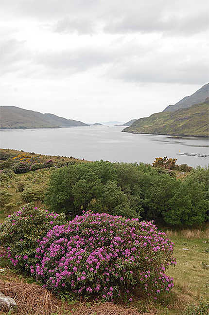 Fjord Connemara