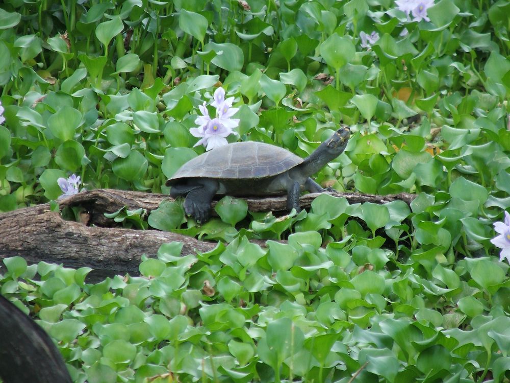 Tortue d'eau douce