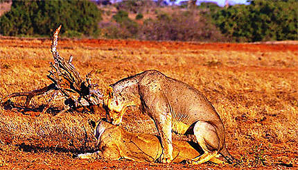Lions du Tsavo, en pleine action