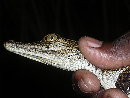 Bébé crocodile Loango parc