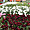 Arc-en-ciel floral à Keukenhof