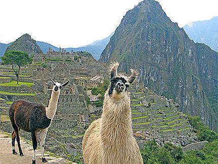 Lamas sur le Machu Picchu