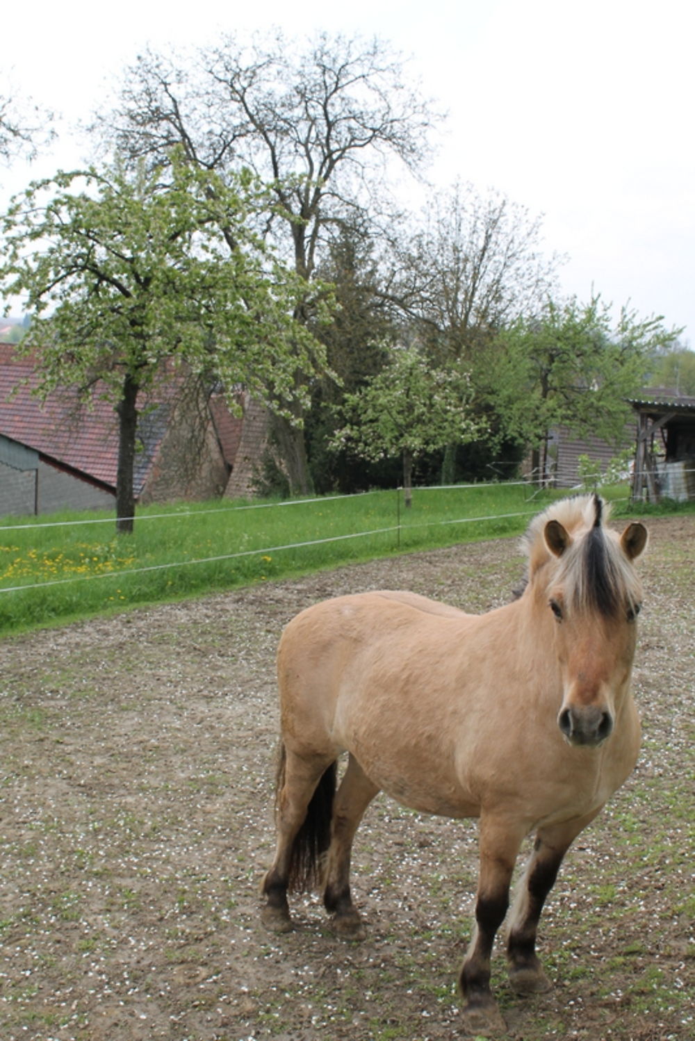 Un cheval dans le pré