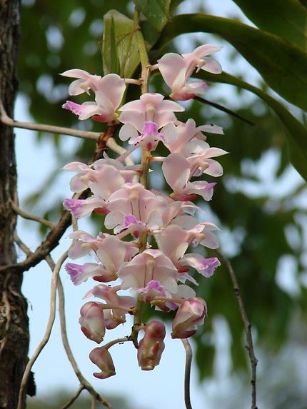 Orchidée sauvage au Laos